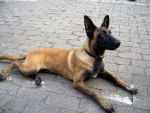 Gipsy - Berger Belge Malinois (1 an)