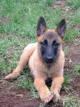 hinata - Berger Belge Malinois (4 mois)