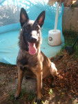 ginger - Berger Belge Malinois (9 mois)