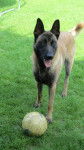 Thao - Berger Belge Malinois Mâle (1 an)