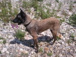Ginger - Berger Belge Malinois (8 mois)