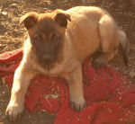 Ginger - Berger Belge Malinois (2 mois)