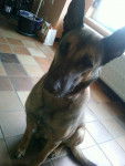 Hera - Berger Belge Malinois (6 ans)