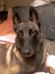 alyx - Berger Belge Malinois (4 ans)