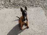 Eros - Berger Belge Malinois M&acirc;le (4 mois)