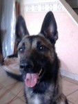 Eclypse - Berger Belge Malinois (2 ans)