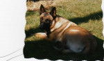 Banga - Berger Belge Malinois (5 ans)
