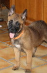 GAIA - Berger Belge Malinois (1 an)
