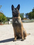 Enki - Berger Belge Malinois M&acirc;le (8 mois)