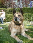Oslo - Berger Belge Malinois M&acirc;le (11 ans)