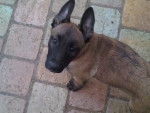 Elektra - Berger Belge Malinois (3 mois)