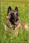 Roxy - Berger Belge Malinois M&acirc;le