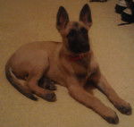 Tyler - Berger Belge Malinois M&acirc;le (3 mois)