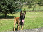 calie - Berger Belge Malinois (2 ans)