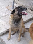 Vicky - Berger Belge Malinois (8 ans)