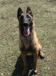 Ballack - Berger Belge Malinois M&acirc;le (6 mois)