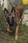 P'tit Lu - Berger Belge Malinois M&acirc;le (1 an)