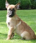 Athos - Berger Belge Malinois M&acirc;le (4 mois)