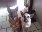 evi et cirka - Berger Belge Malinois (4 ans)