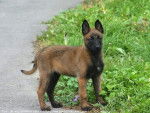 Gipsy - Berger Belge Malinois (1 an)