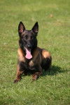 Eiko de Kapbarry - Berger Belge Malinois M&acirc;le (4 ans)
