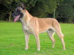 sultan - Berger Belge Malinois M&acirc;le (10 ans)