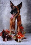 Kiara - Berger Belge Malinois (10 ans)