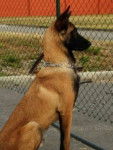 Gin - Berger Belge Malinois Mâle (1 an)