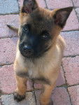 kenzo - Berger Belge Malinois Mâle (4 mois)