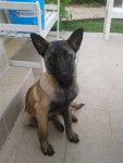 Gin - Berger Belge Malinois Mâle (6 mois)