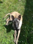 Gin - Berger Belge Malinois Mâle (6 mois)