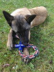 Gin - Berger Belge Malinois Mâle (6 mois)