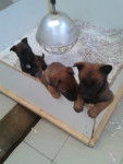 Chiots malou - Berger Belge Malinois (1 mois)