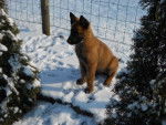 Vicky - Berger Belge Malinois
