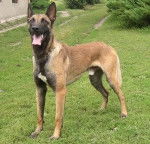Storkoa - Berger Belge Malinois Mâle