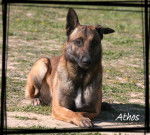 Athos - Berger Belge Malinois M&acirc;le (4 ans)