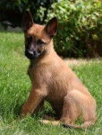 Lucky - Berger Belge Malinois Mâle (3 mois)