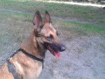 l.eyla - Berger Belge Malinois (4 ans)