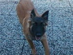 dremeur - Berger Belge Malinois M&acirc;le (4 ans)