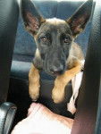 Miley - Berger Belge Malinois (4 mois)