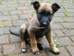 Miley - Berger Belge Malinois (2 mois)