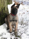 hasko - Berger Belge Malinois M&acirc;le (3 mois)