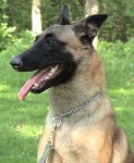 lore - Berger Belge Malinois Mâle (12 ans)