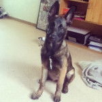 Haika - Berger Belge Malinois (4 mois)