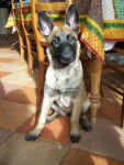 Marissa - Berger Belge Malinois (3 mois)