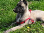 snoopy - Berger Belge Malinois M&acirc;le (2 mois)