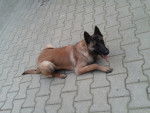 hayka - Berger Belge Malinois (6 mois)