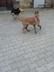 hayka et shana - Berger Belge Malinois (6 mois)