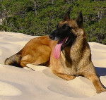 bilou - Berger Belge Malinois