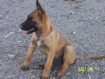 Gin - Berger Belge Malinois Mâle (6 mois)
